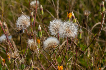 Obraz premium Rough Hawksbeard Crepis biennis plant blooming in a meadow