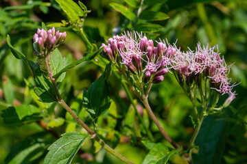The view of Eupatorium fortunei floral plant blooming in the greenery
