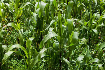 Obraz premium Photography of corn fields in a valley in Peru. Food concept.