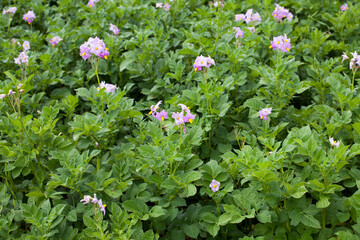 Close-up photograph of potato plant in the valleys of Huancayo in Peru. Plant and food concept