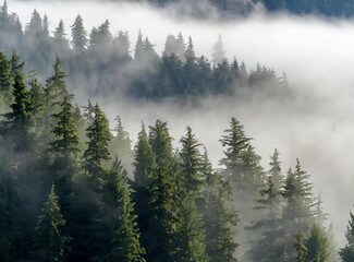 Morning fog shrouds evergreen trees; Washington, United States of America
