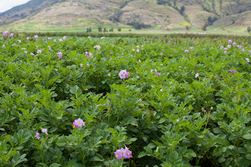 Close-up photograph of potato plant in the valleys of Huancayo in Peru. Plant and food concept