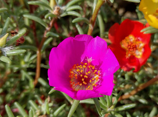 colored Shrubby purslane flowers. Portulaca suffrutescens