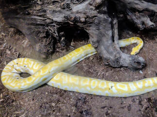 Indian rock python. Big yellow snake