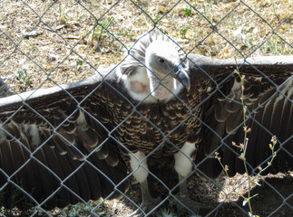 Ruppell's bald eagle at the zoo