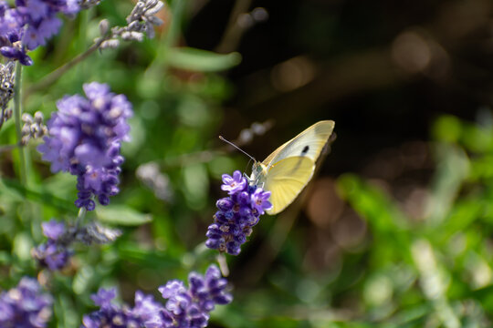 Cabbage white butterfly collecting pollen on lavender, pieris, lepidoptera