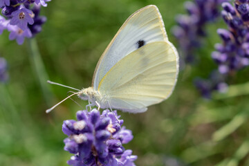 Cabbage white butterfly collecting pollen on lavender, pieris, lepidoptera