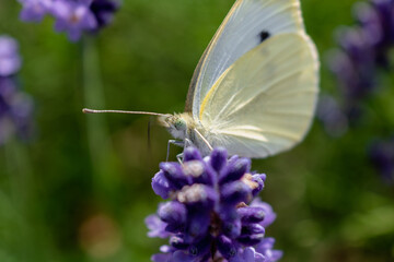 Cabbage white butterfly collecting pollen on lavender, pieris, lepidoptera