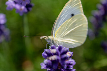 Cabbage white butterfly collecting pollen on lavender, pieris, lepidoptera