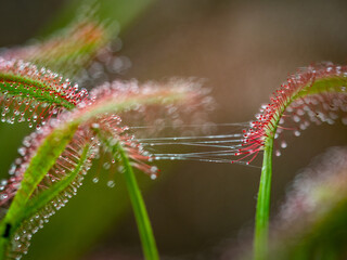Nahaufnahme des Sonnentau