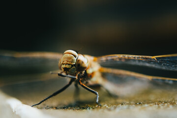 Macro photograph of a dragonfly on a plant. Insects and wildlife concept.