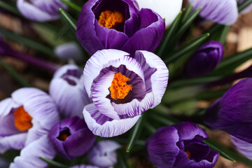 Crocus flowers blooming in the garden. Spring crocus flowers