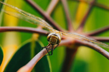 Macro photograph of a dragonfly on a plant. Insects and wildlife concept.