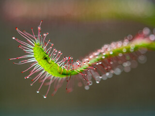 Nahaufnahme des Sonnentau