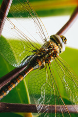 Macro photograph of a dragonfly on a plant. Insects and wildlife concept.