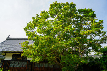 新緑が美しい頃の京都鷹峯源光庵の風景 - obrazy, fototapety, plakaty