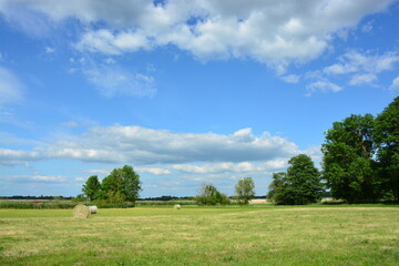 Landschaft bei Brielow mit Rinderherde