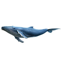 blue whale swimming isolated in white