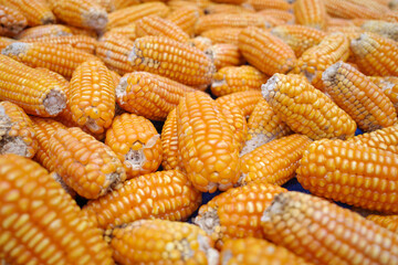 Yellow dried corns, harvesting from the field in Kulon Progo, Yogyakarta, Indonesia