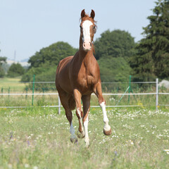 Beautiful Kinsky horse running on pasturage