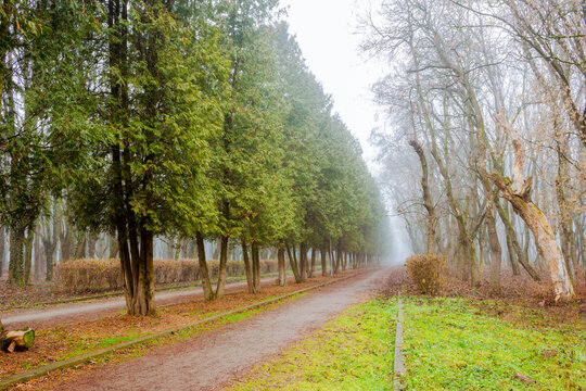 gravel path in the park. trees in fog. snowless winter or early spring weather due to climate change