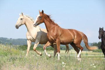 Two Kinsky horses running on pasturage