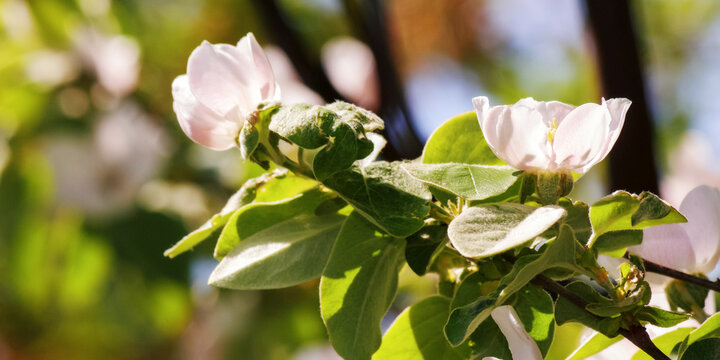 quince tree in blossom. closeup of branch with flowers. sunny weather in spring