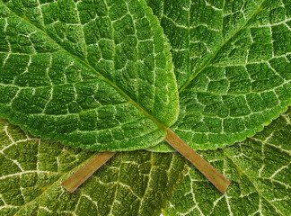 background of fresh green leaf fibers with a rough textured surface