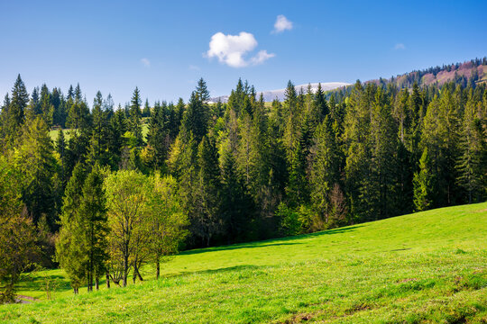 landscape of transcarpathia in spring. scenery with fir forest on the grassy hill. mountain range with snow capped tops in the distance. sunny day beneath a sky with clouds