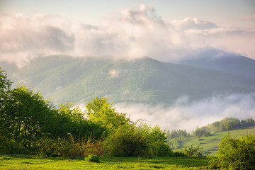 carpathian countryside scenery on a foggy morning. mountainous rural landscape of ukraine with grassy meadows, forested hills and misty valley in spring. clouds above the mountains