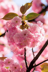 closeup of cherry blossom. branch of sakura tree in full bloom. spring garden background
