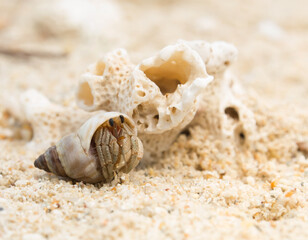 Hermit crab on sand.