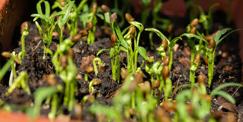 Chinese morning glory seedlings growing