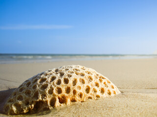 Coral remains on the sandy beach with a backdrop of the sea and blue sky.