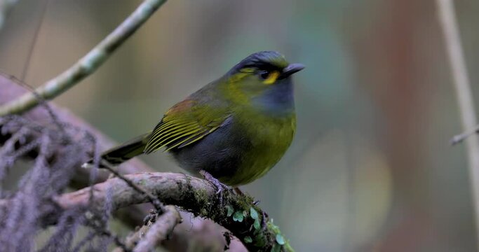 Forest, birds, jumping, branches, poultry. animal