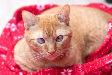 Big ginger cat closeup portrait at home