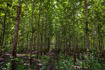 Obraz premium Young teak (Tectona grandis) forest plantation in Gunung Kidul, Yogyakarta, Indonesia