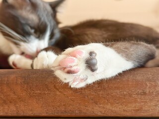 Under his feet, part of the body of a brown cat was crouching on a brown table.