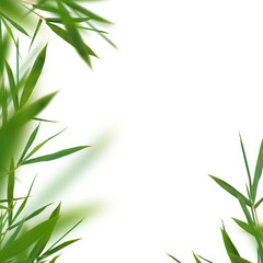 Bamboo green fresh leaves isolated. Floral element