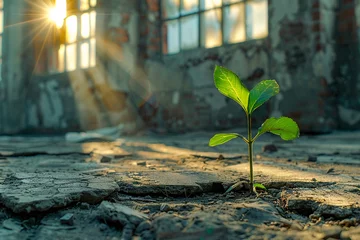Poster A seedling breaking through the floor of an old abandoned factory sunlight filtering through broken windows to nurture life in desolation © weerasak