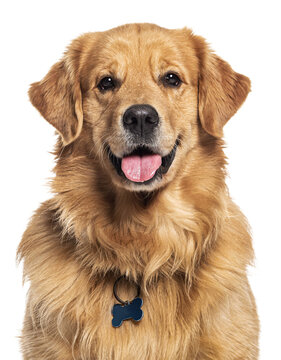 Head shot of a Happy panting Golden retriever dog looking at camera, wearing a collar and identification tag