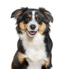 Head shot of a Happy tri-color Mongrel dog looking at the camera, isolated on white - 753690703