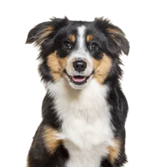 Papier Peint photo Lavable Poney Head shot of a Happy tri-color Mongrel dog looking at the camera, isolated on white