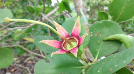 Flower in the garden. Beautiful flower in the garden. Flower in the garden.