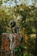 squirrel in the park