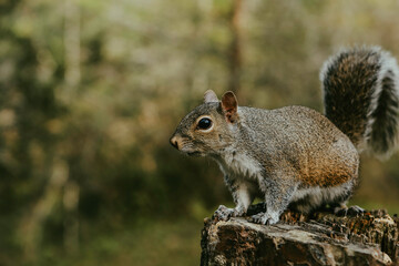 squirrel on a tree