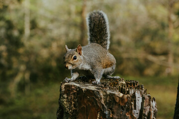 squirrel in the park
