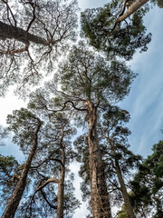 Scots Pine trees in County Donegal - Ireland