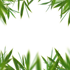 Bamboo green fresh leaves isolated. Floral borders element universal