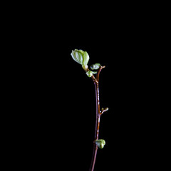 A branch of a tree with green swollen buds. On a black background. The flowering of light green leaves on a twig. Nature. Spring.